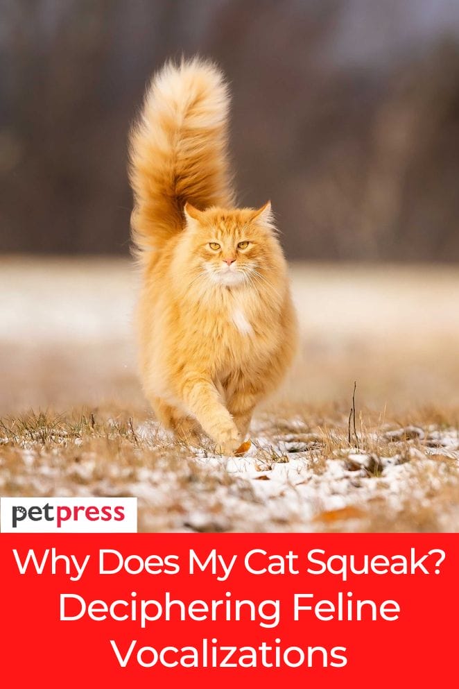 why does my cat squeak