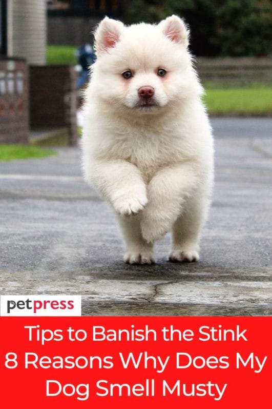 Banish the Stink 8 Reasons Why Does My Dog Smell Musty