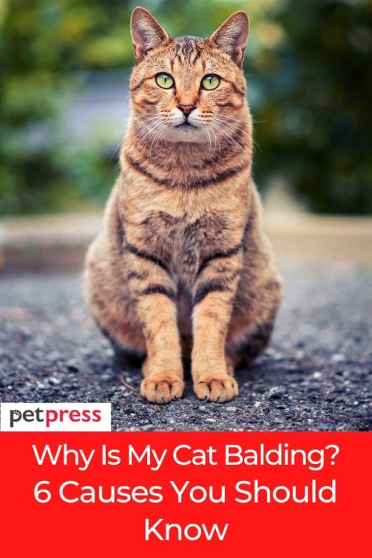 Why Is My Cat Balding? 6 Causes You Should Know