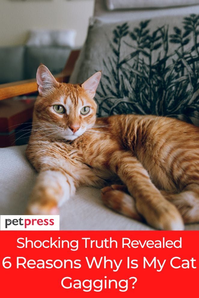 Shocking Truth Revealed 6 Reasons Why Is My Cat Gagging?