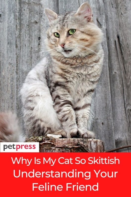 Why Is My Cat So Skittish? Understanding Your Feline Friend