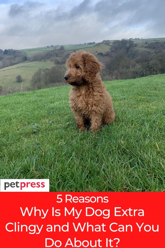 Why Is My Dog Extra Clingy and What Can You Do About It?