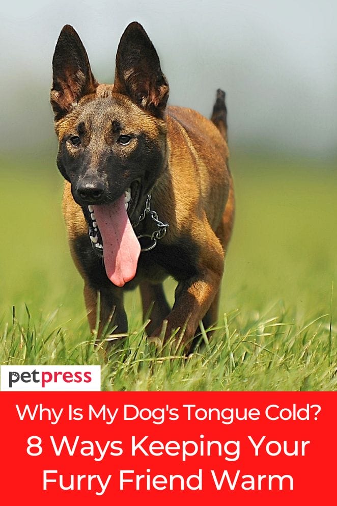 why is my dogs tongue cold