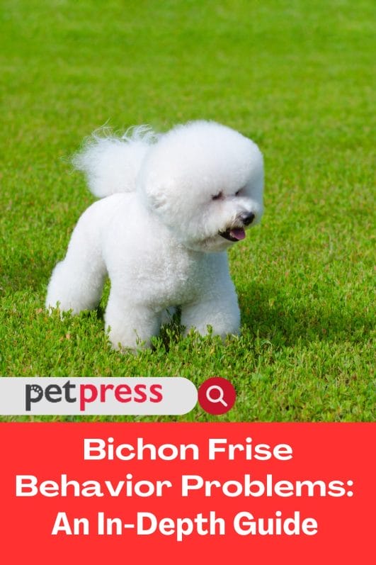 Bichon Frise Behavior Problems An InDepth Guide PetPress