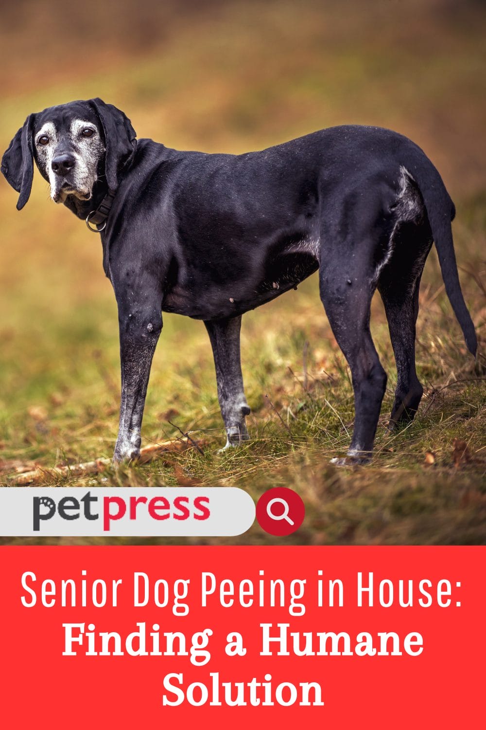 Senior Dog Peeing in House Finding a Humane Solution