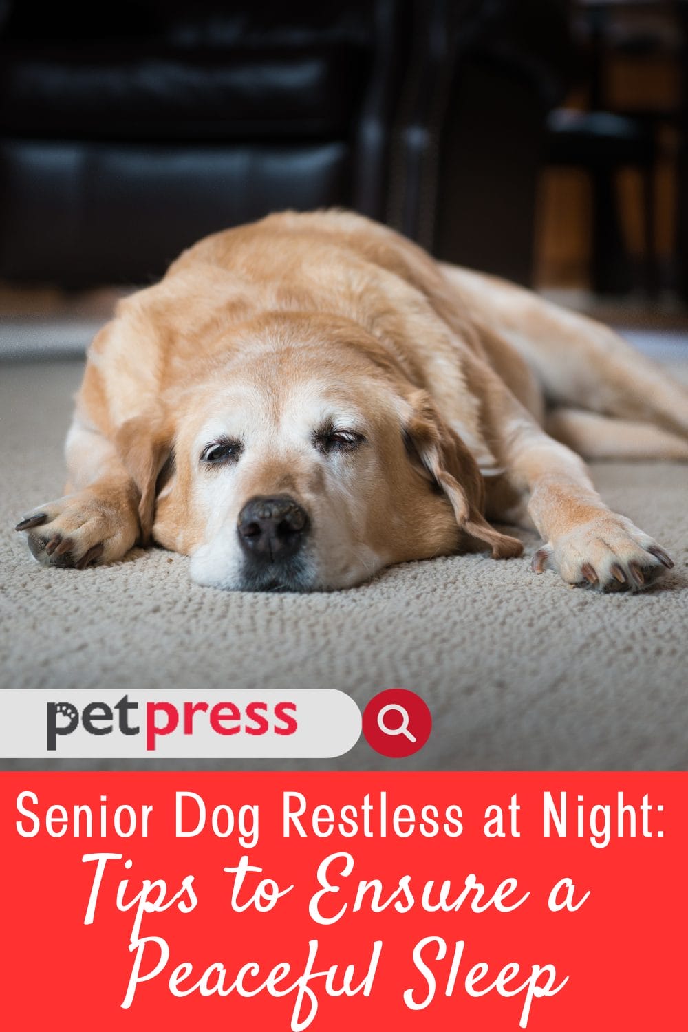 Senior Dog Restless at Night Tips to Ensure a Peaceful Sleep