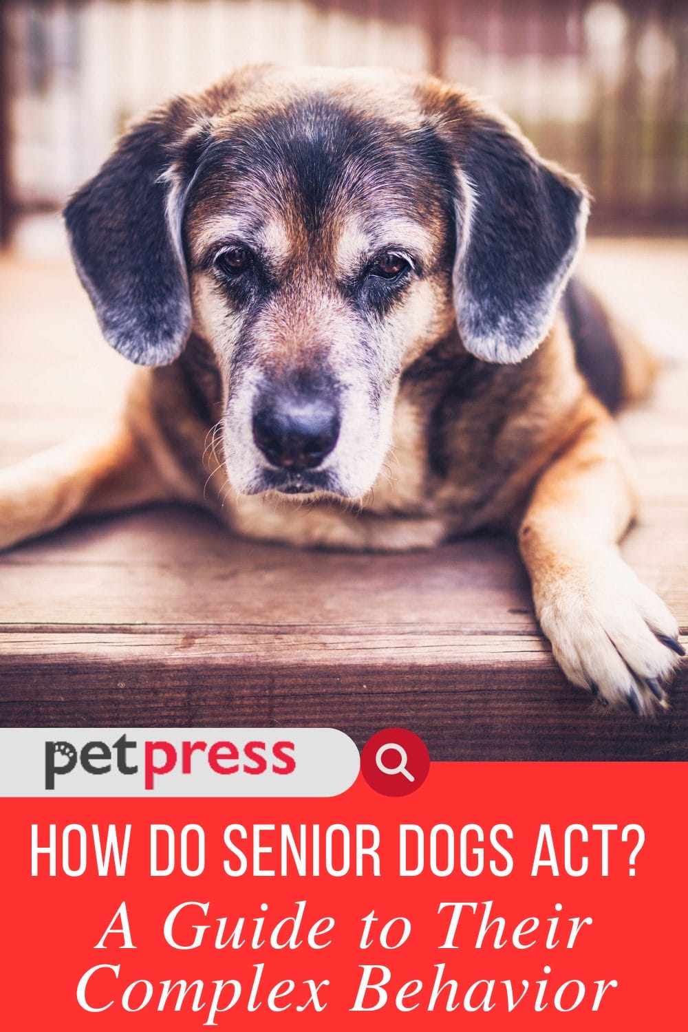 How Do Senior Dogs Act? A Guide to Their Complex Behavior