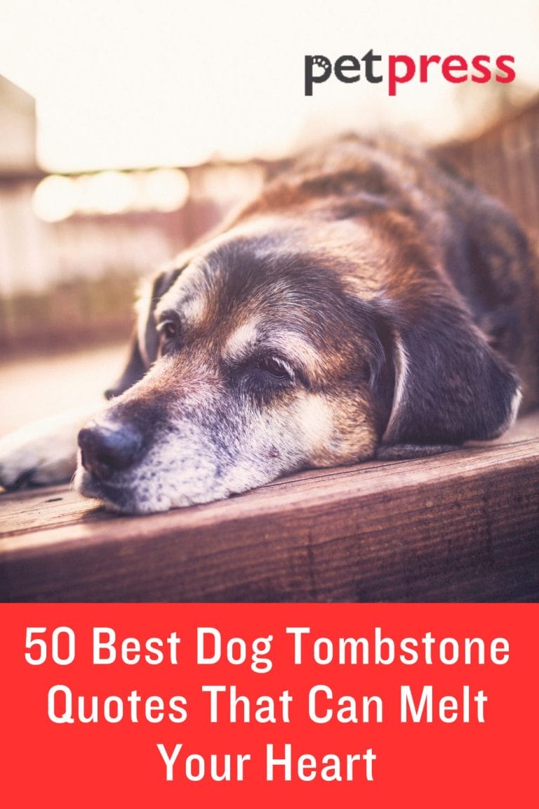 50 Best Dog Tombstone Quotes That Can Melt Your Heart