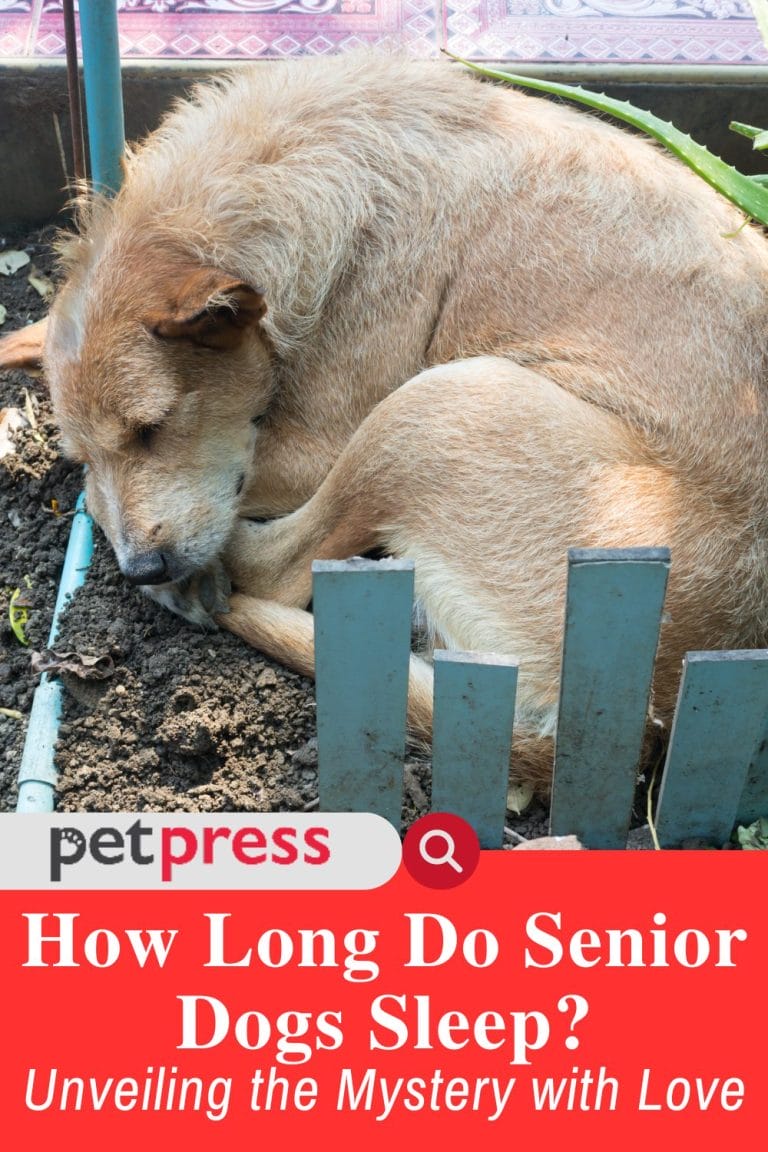 How Long Do Senior Dogs Sleep? Unveiling the Mystery with Love