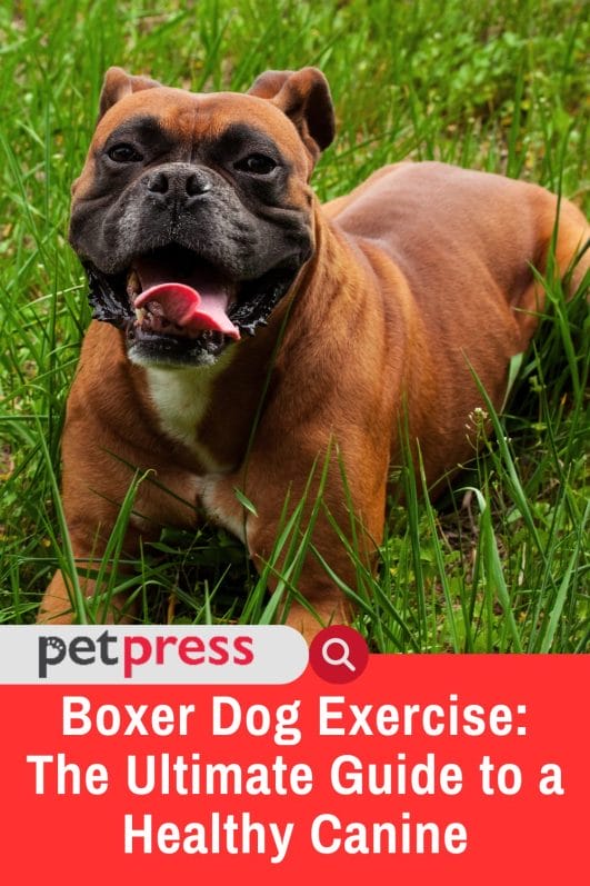 Boxer Dog Exercise The Ultimate Guide to a Healthy Canine