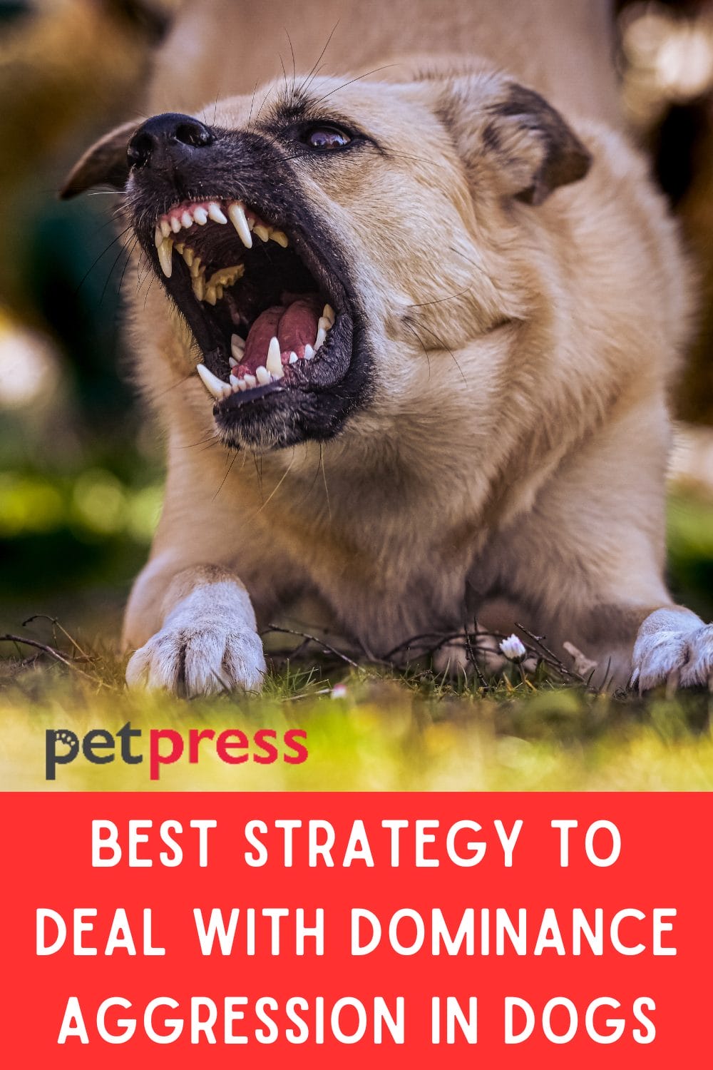 Best Strategy to Deal With Dominance Aggression in Dogs