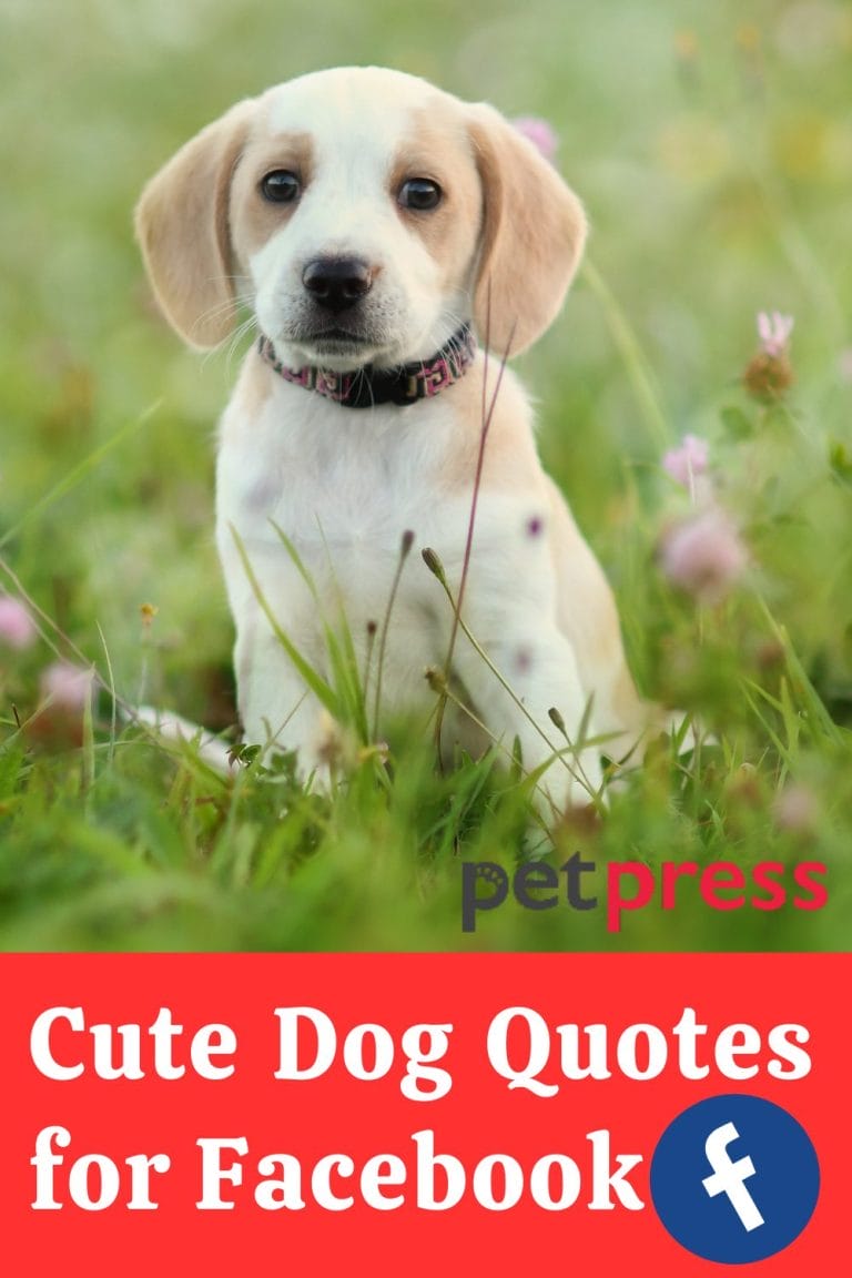 Over 50 Cute Dog Quotes for Facebook - PetPress