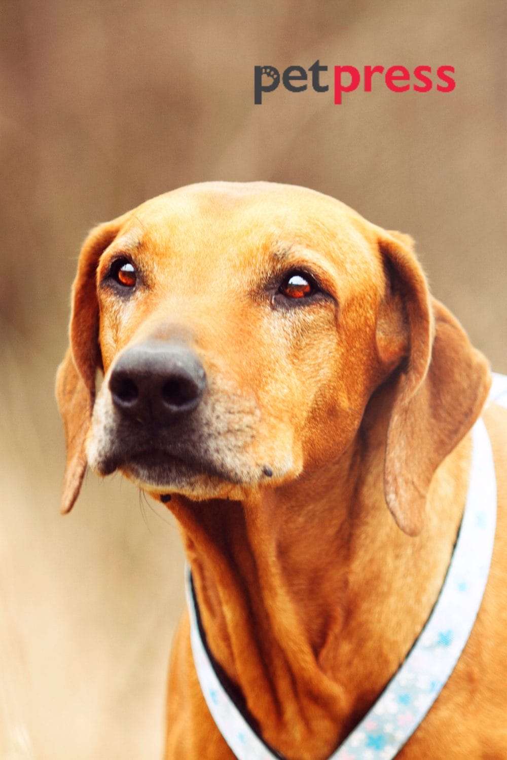 Senior Dog Anxiety at Night Best Ways to Help Your Dog Sleep