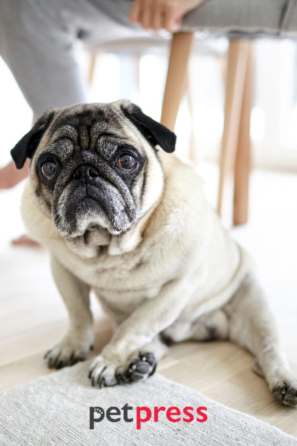 Senior Dog Restless at Night Tips to Ensure a Peaceful Sleep