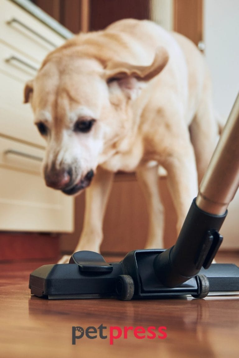 Senior Dog Slipping on Floor A Guide to Keeping Your Pet Safe