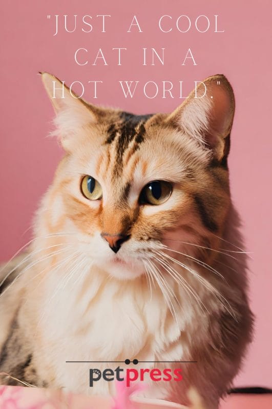 150 Best Cat Instagram Captions for Every Furry Photo Moment