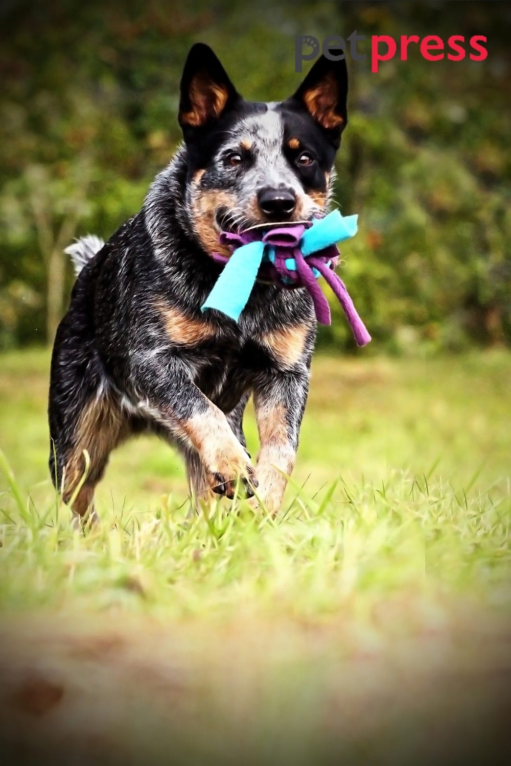 Guide 101 Learn the Australian Cattle Dog Exercise Needs
