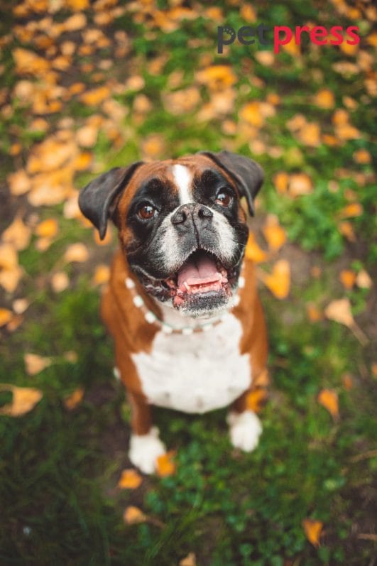 Boxer Dog Exercise The Ultimate Guide to a Healthy Canine