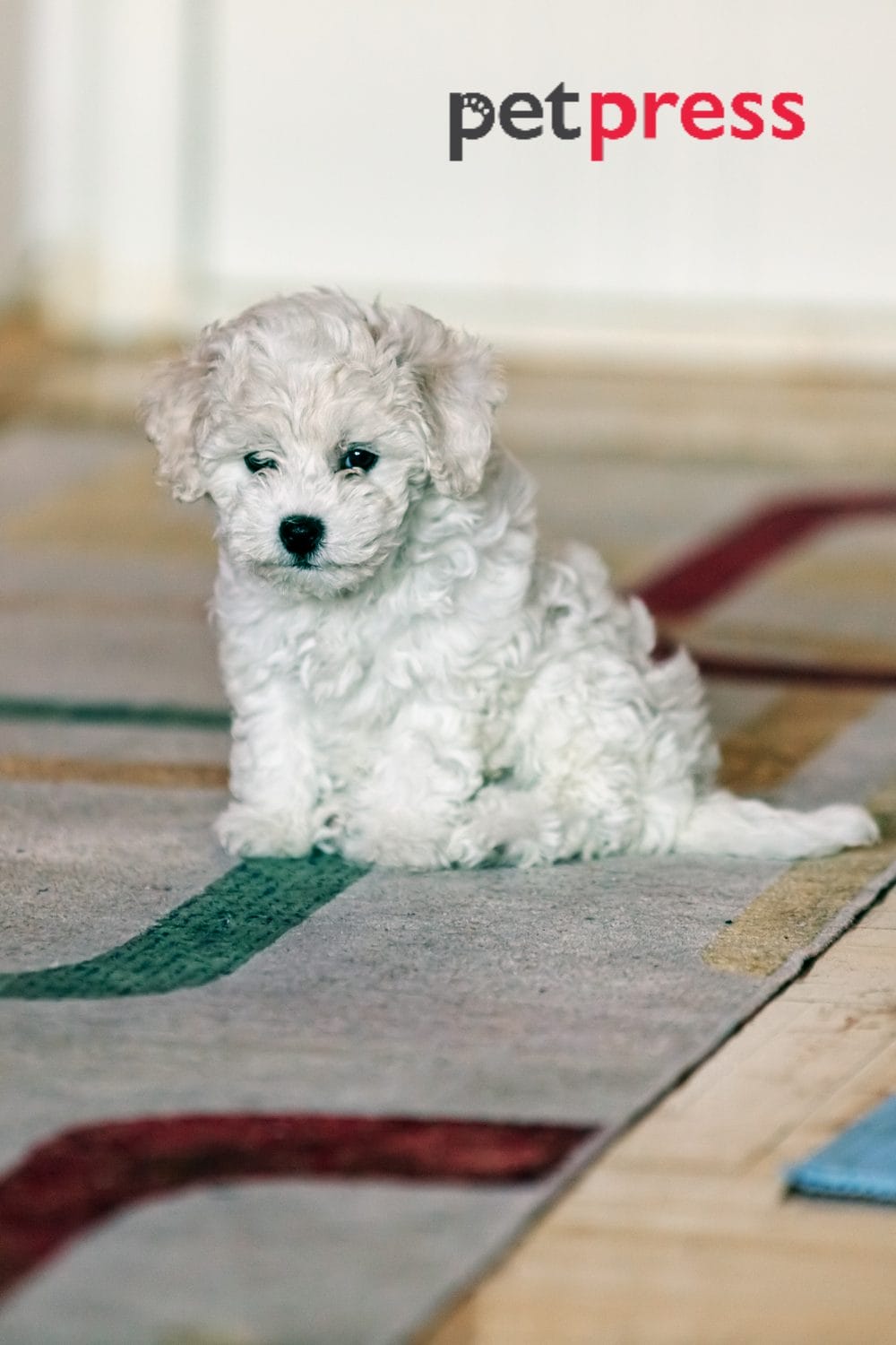 Bichon Frise Behavior Problems An InDepth Guide PetPress