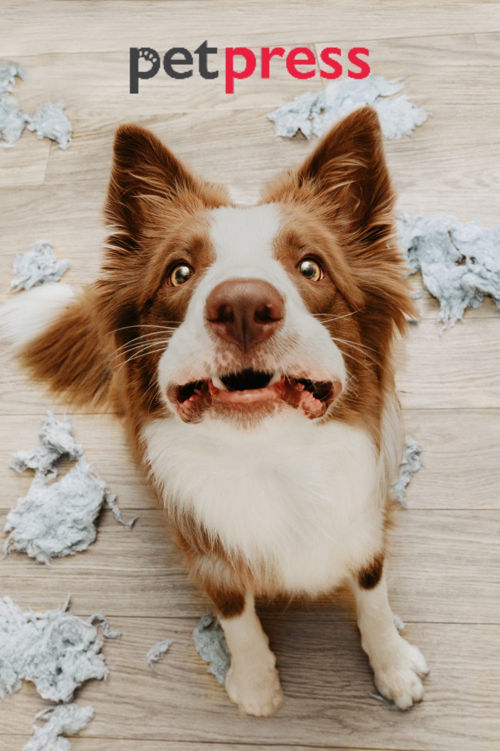 Senior Dog Anxiety at Night Best Ways to Help Your Dog Sleep