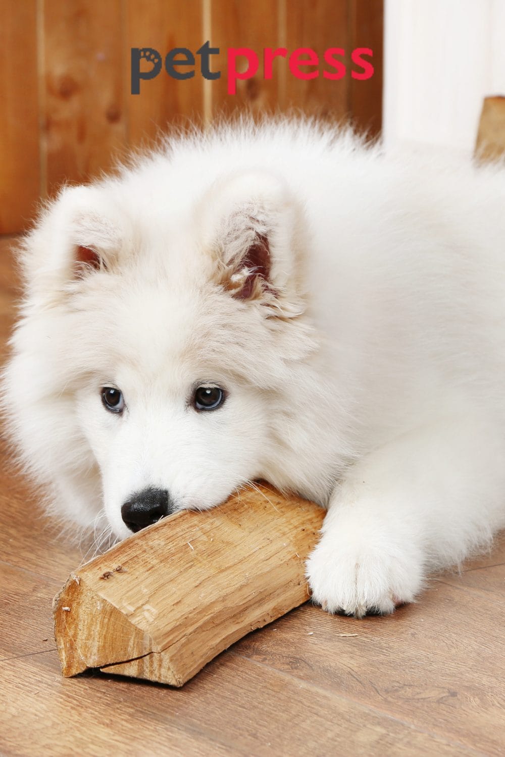 Senior Dog Slipping on Floor A Guide to Keeping Your Pet Safe