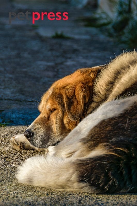 how-long-do-senior-dogs-sleep-unveiling-the-mystery-with-love