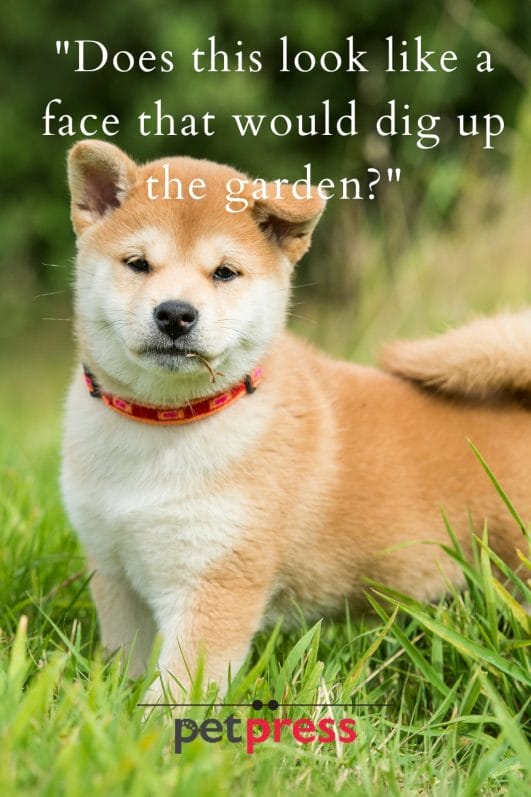 Canine Comedy Top 150 Funny Dog Captions for Instagram