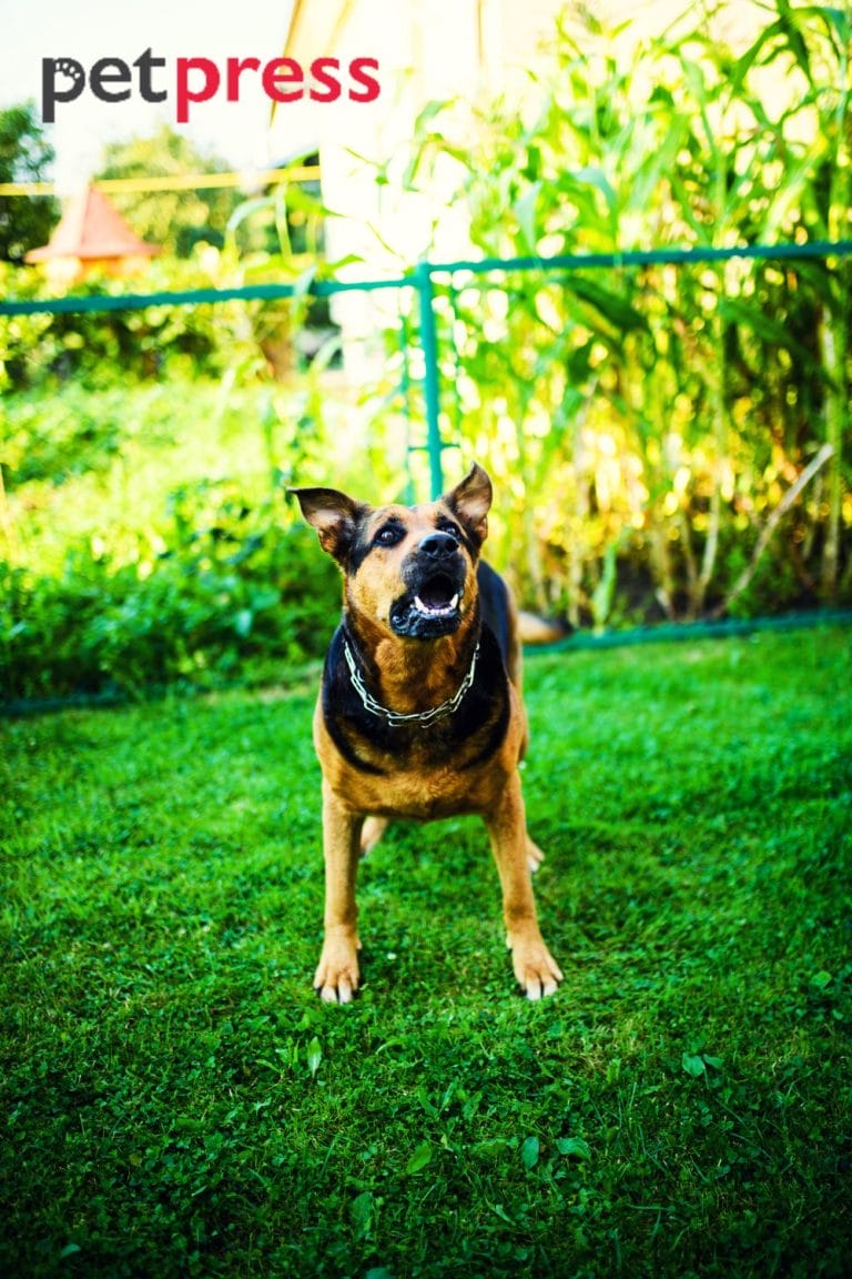 Best Strategy to Deal With Dominance Aggression in Dogs