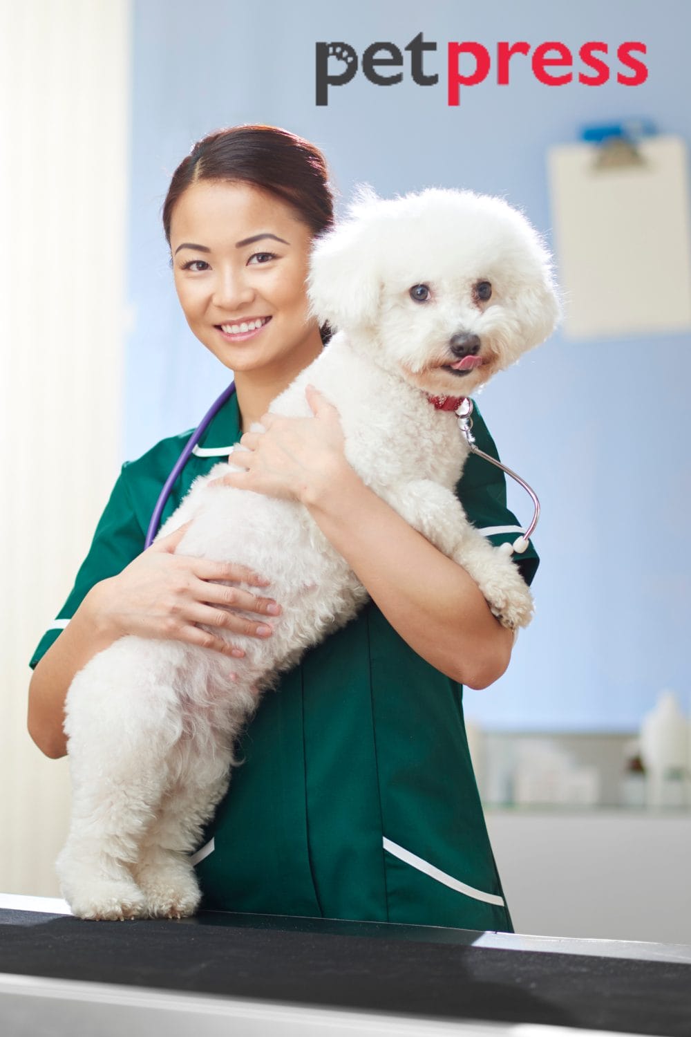 Bichon Frise Behavior Problems An InDepth Guide PetPress