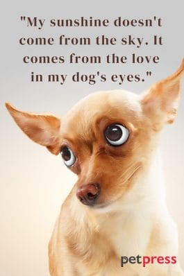 100+ Best Funny Dog Quotes to Brighten Your Day