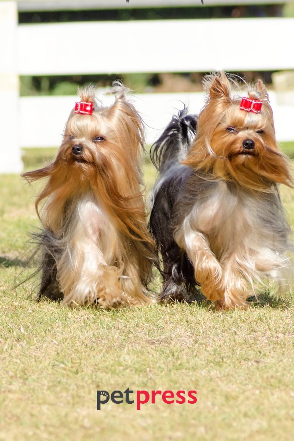 Yorkie Behavior Issues Explore and Resolve Common Problems