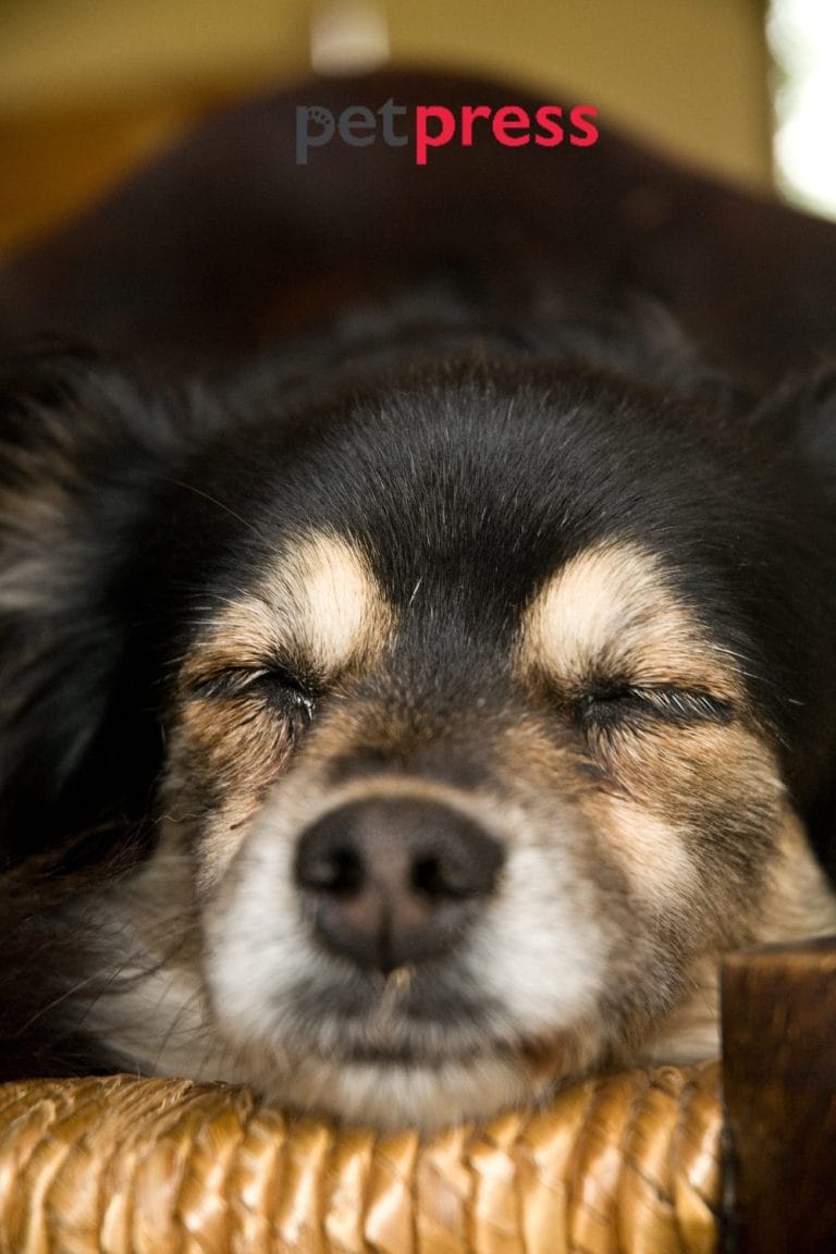 How Long Do Senior Dogs Sleep? Unveiling the Mystery with Love