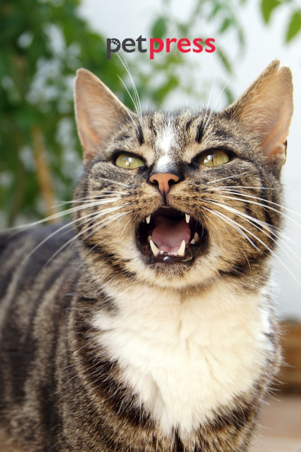 Feline Talk Discover the Cat Vocal Sounds and their Meaning