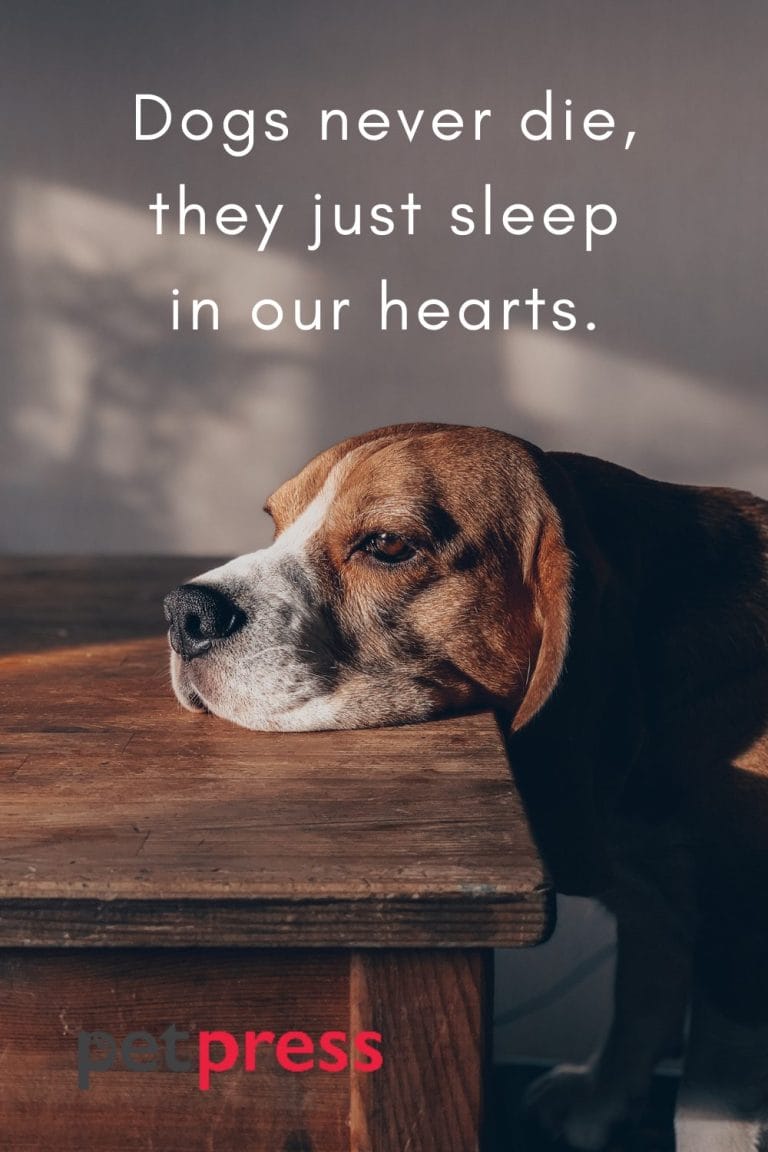 50 Best Dog Tombstone Quotes That Can Melt Your Heart