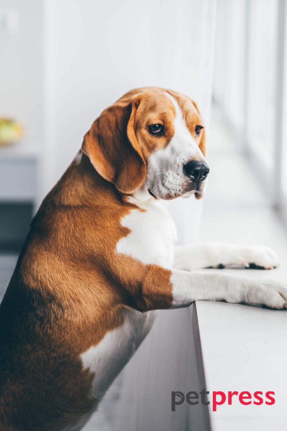 Senior Dog Anxiety at Night Best Ways to Help Your Dog Sleep