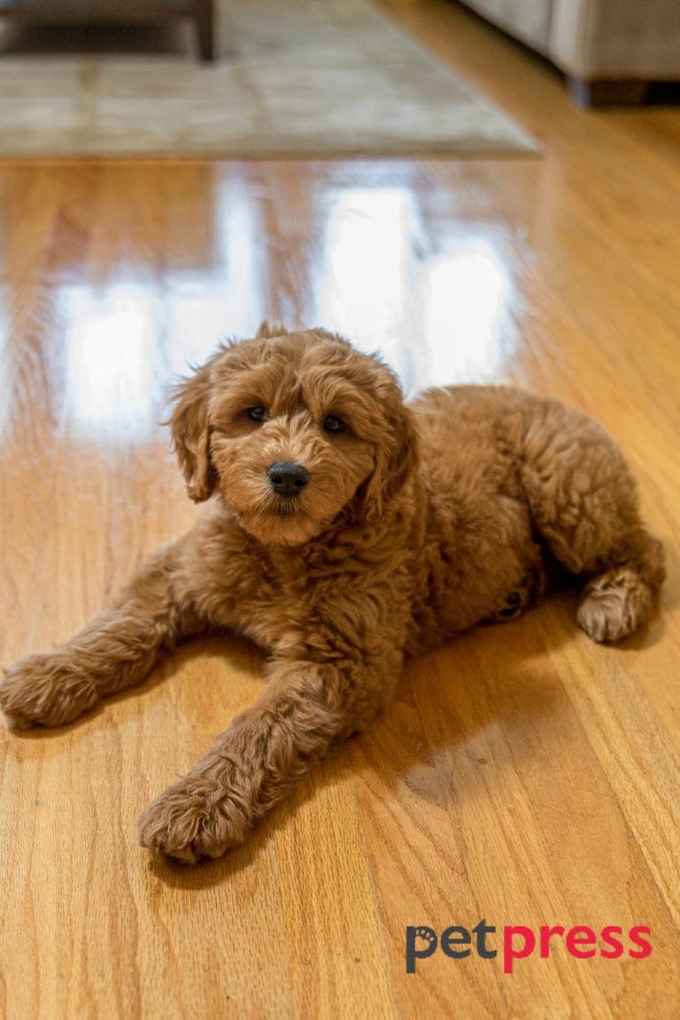 Senior Dog Slipping on Floor A Guide to Keeping Your Pet Safe