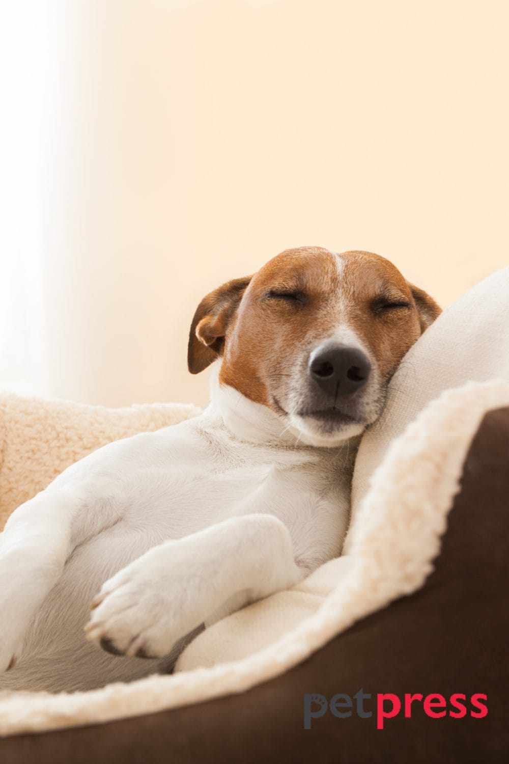 Head Pressing in Senior Dogs When Should You Be Concerned?