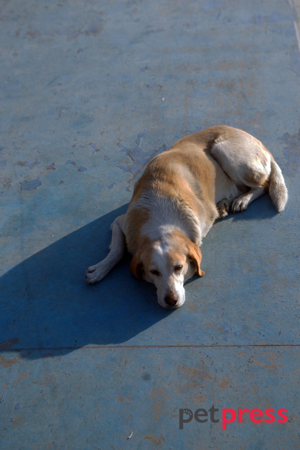 How Long Do Senior Dogs Sleep? Unveiling the Mystery with Love
