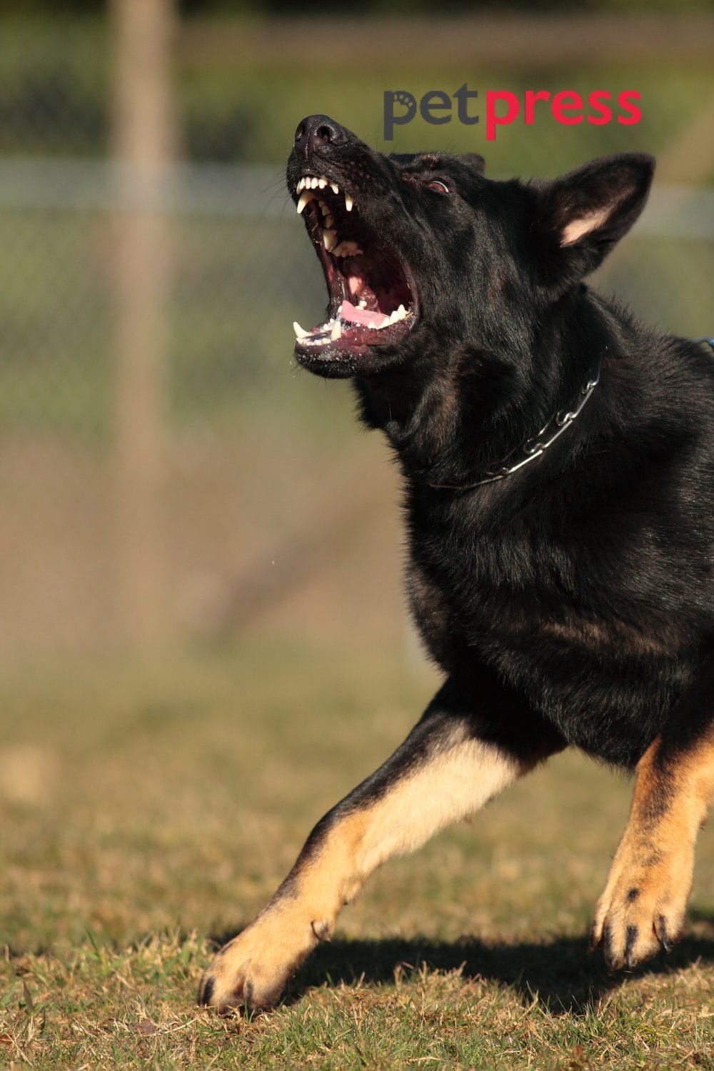 Best Strategy to Deal With Dominance Aggression in Dogs