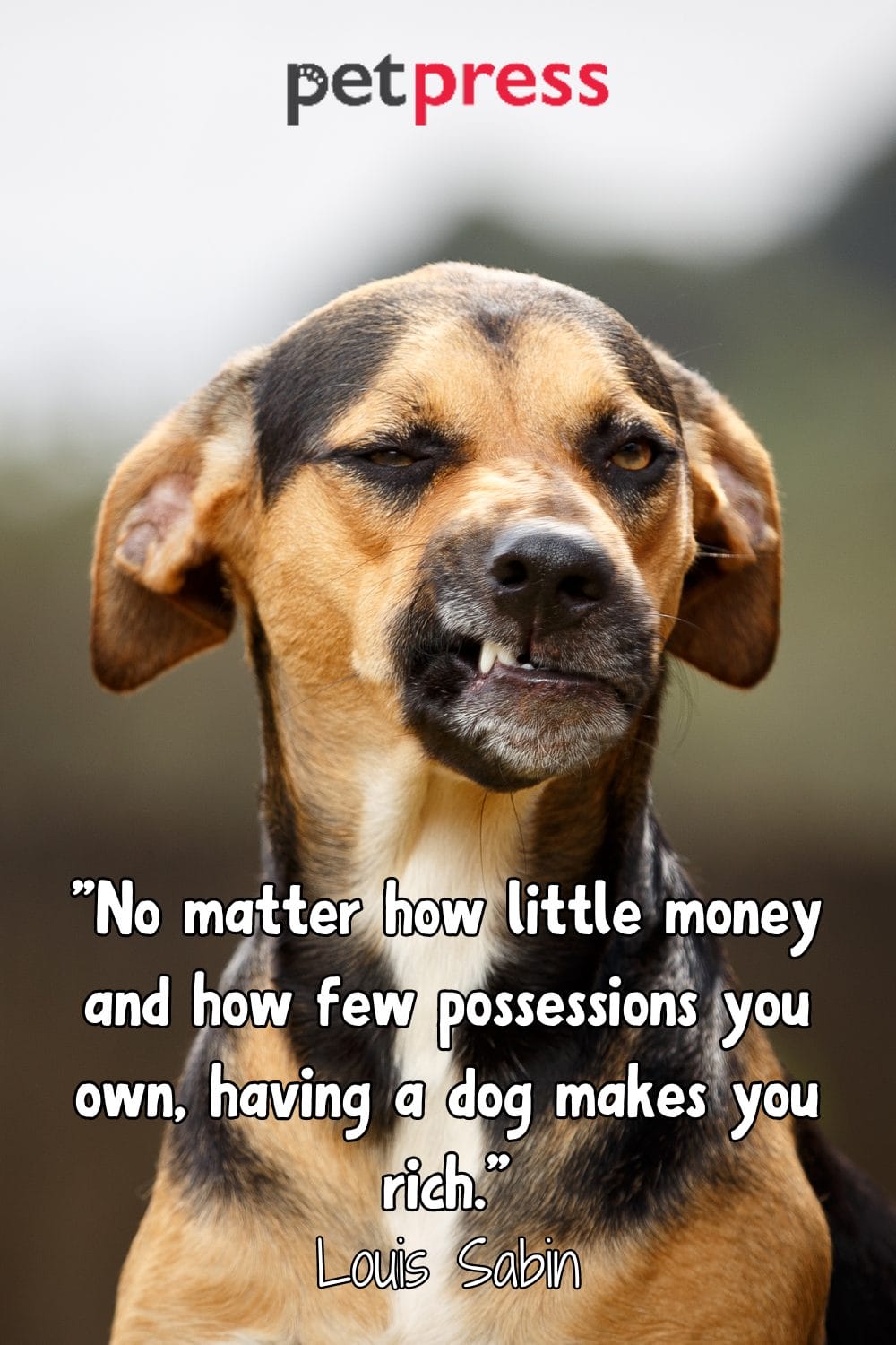 100+ Best Funny Dog Quotes to Brighten Your Day