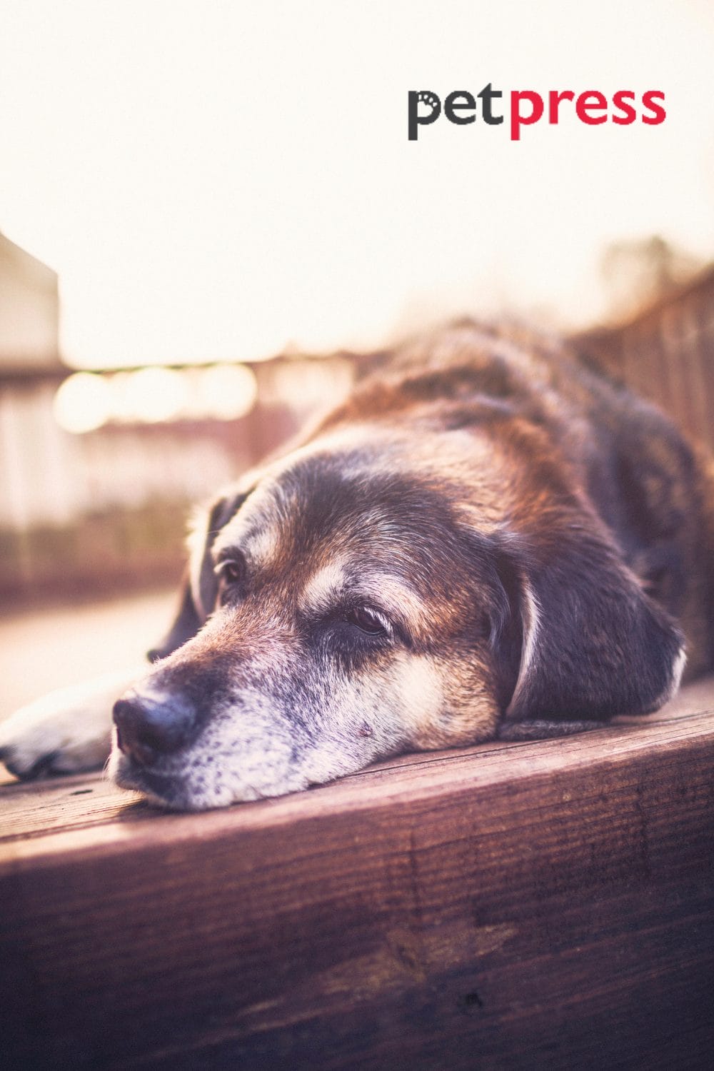 Senior Dog Restless at Night Tips to Ensure a Peaceful Sleep