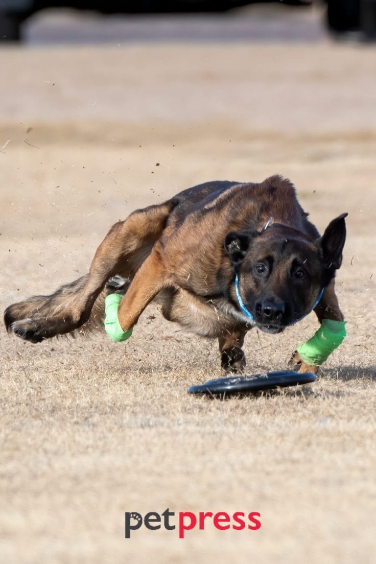 Senior Dog Slipping on Floor A Guide to Keeping Your Pet Safe
