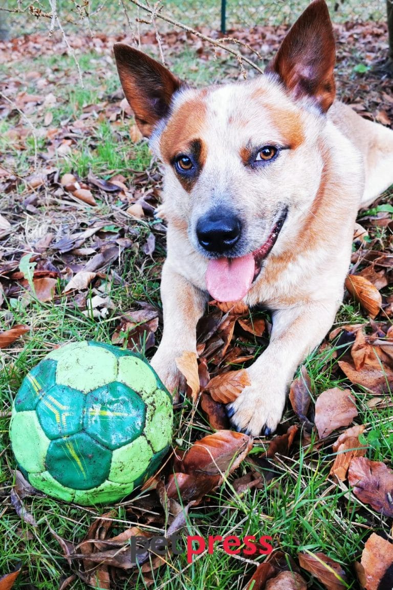Guide 101 Learn the Australian Cattle Dog Exercise Needs