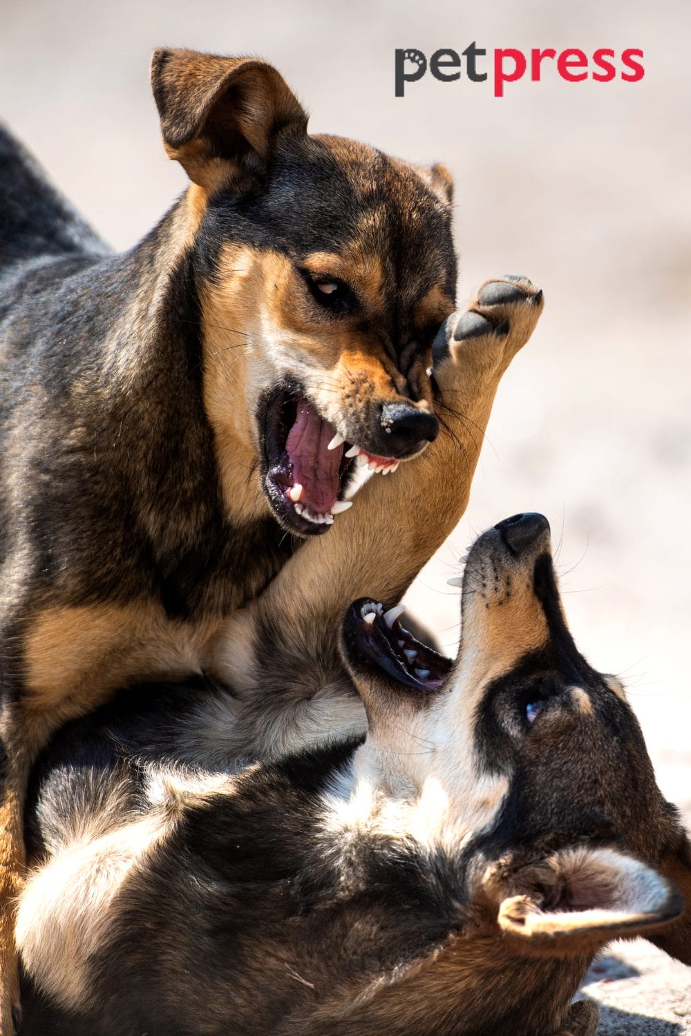 Best Strategy to Deal With Dominance Aggression in Dogs