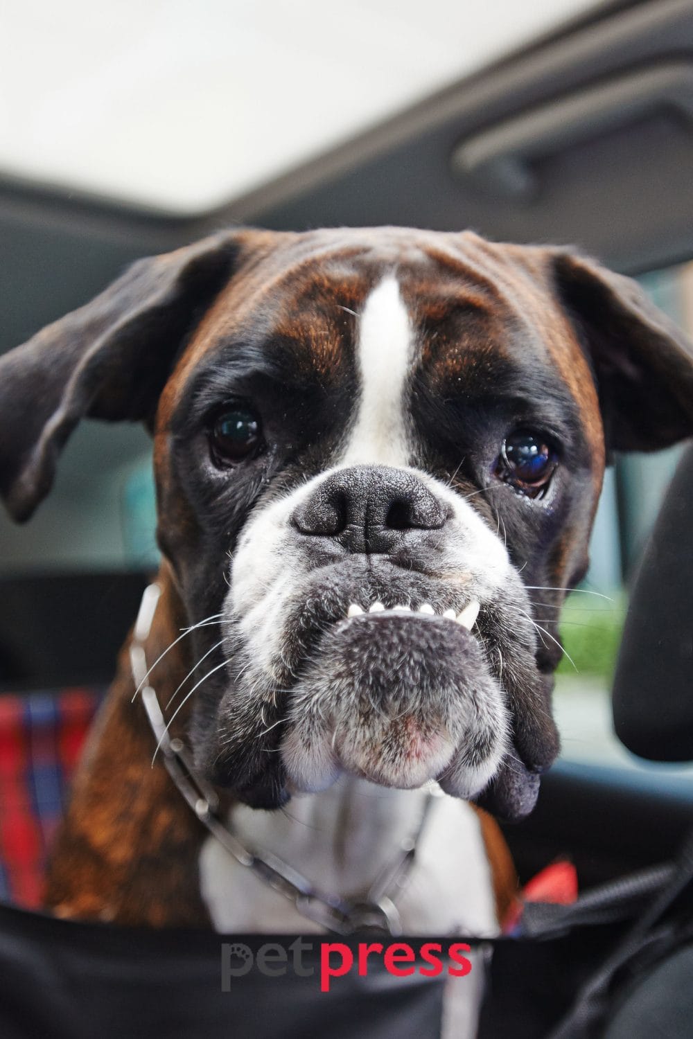 Boxer Dog Exercise The Ultimate Guide to a Healthy Canine