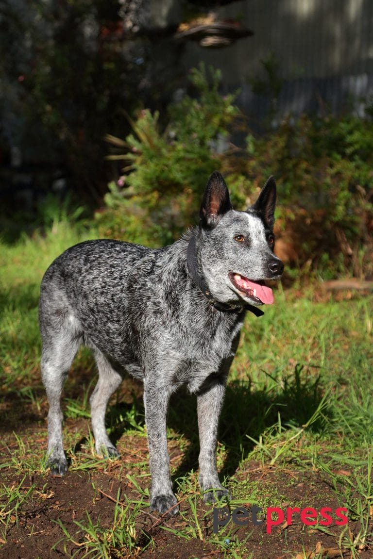 Guide 101 Learn the Australian Cattle Dog Exercise Needs