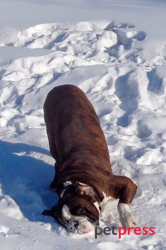 Boxer Dog Exercise The Ultimate Guide to a Healthy Canine