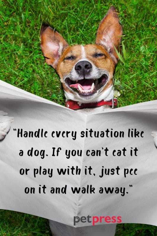 100+ Best Funny Dog Quotes to Brighten Your Day