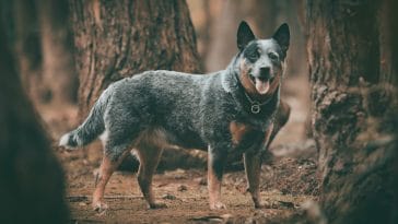 BLUE HEELER BEHAVIOR PROBLEMS