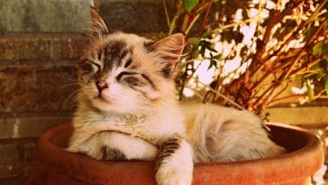 Best Cat Instagram Captions